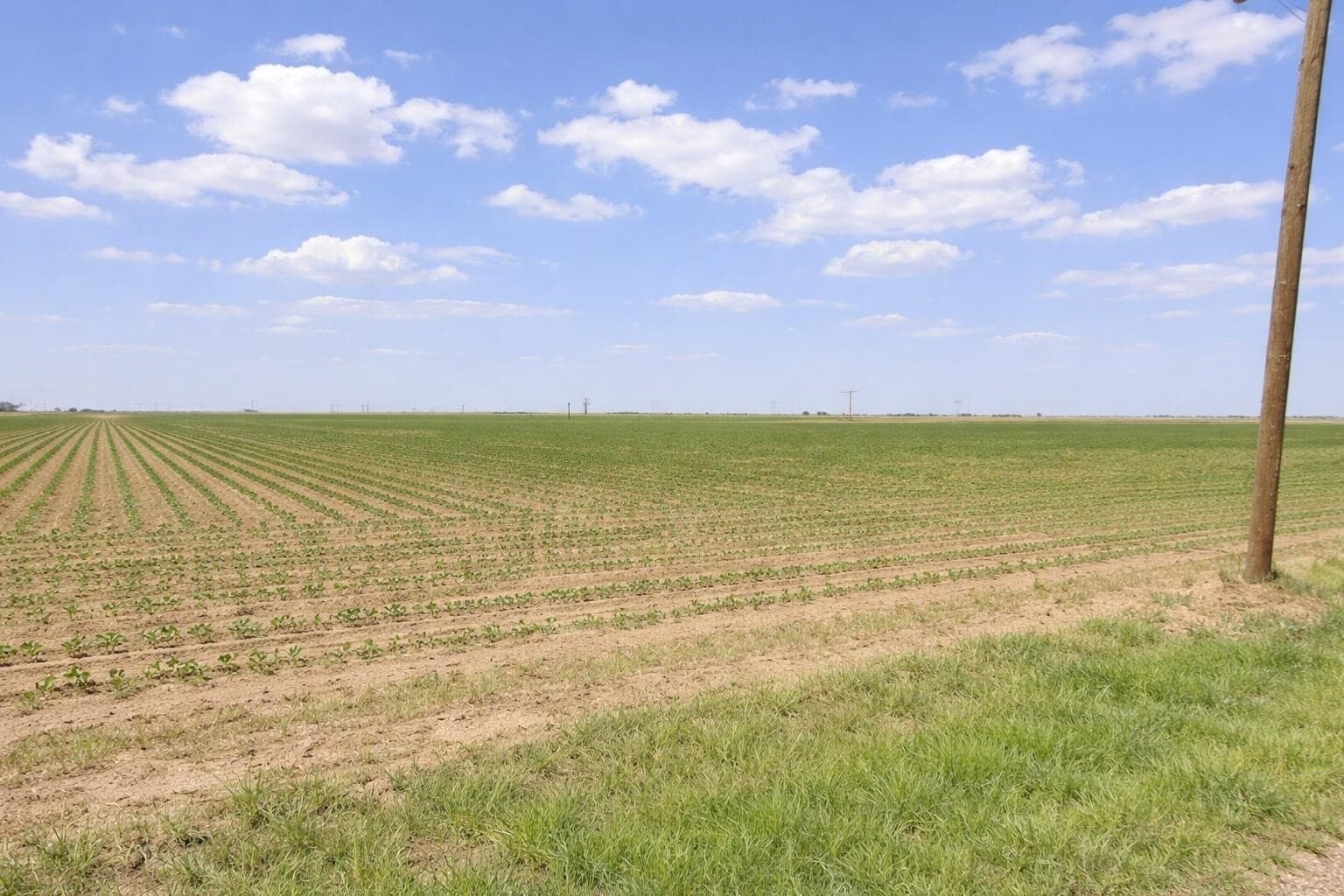 10 acres in Hockley County - photo 7