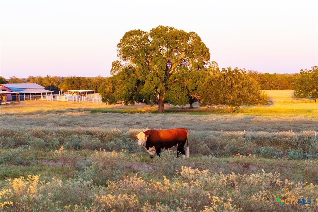 431.62 acres in Guadalupe County gallery image 2