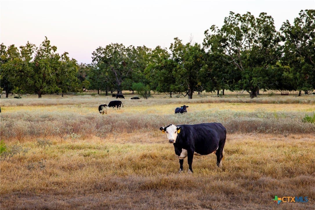 431.62 acres in Guadalupe County - photo 42