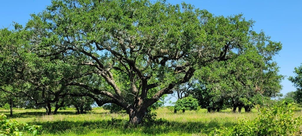 13.14 acres in Texas County gallery image 2