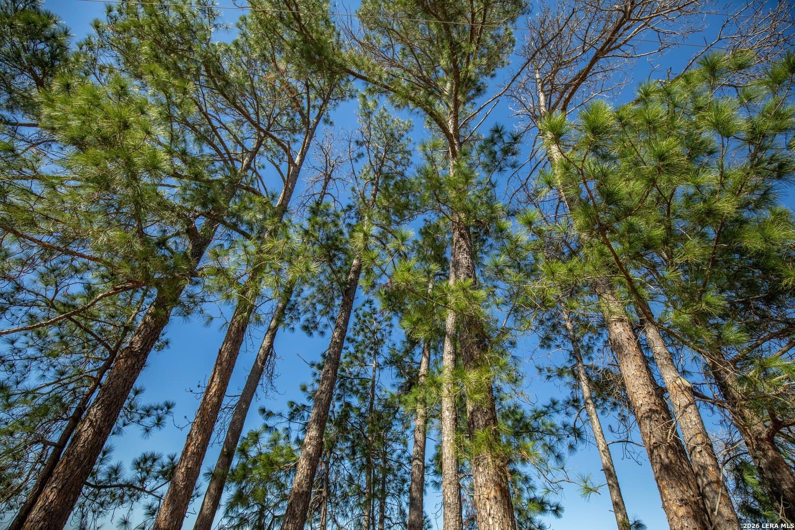 298 acres in Wilson County - photo 3