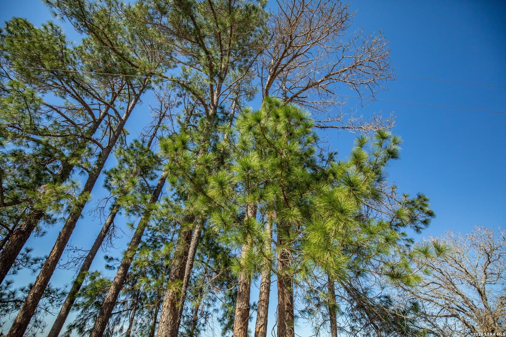 298 acres in Wilson County - photo 16