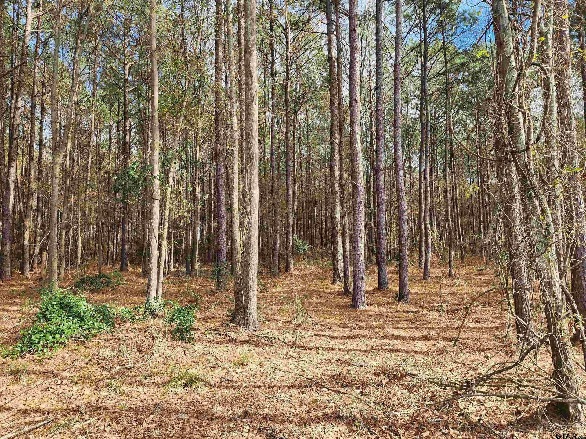 2 acres in Camp County - photo 6