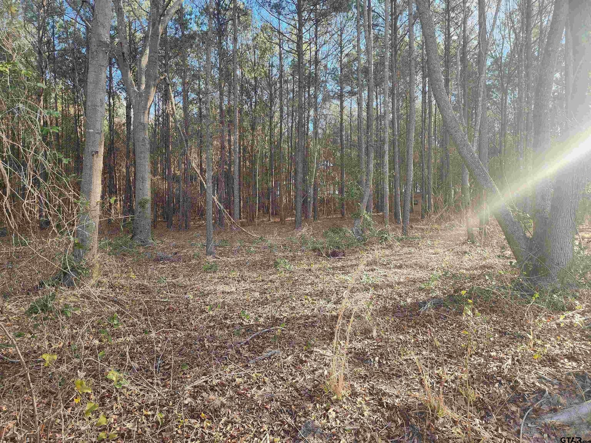 2 acres in Camp County - photo 7