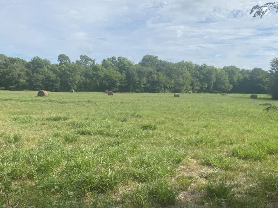 16 acres in Lamar County gallery image 2
