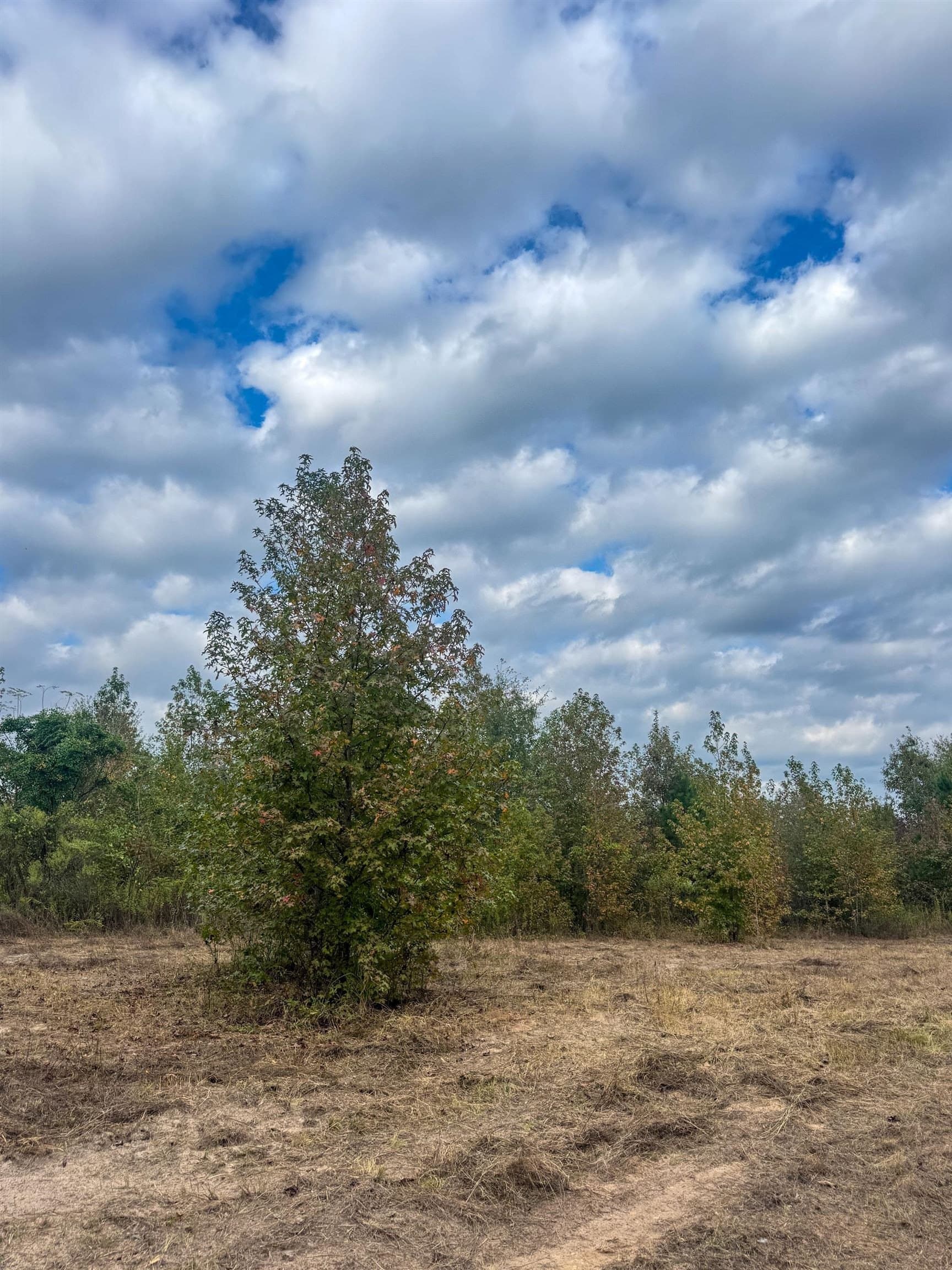 92.41 acres in Cass County - photo 22