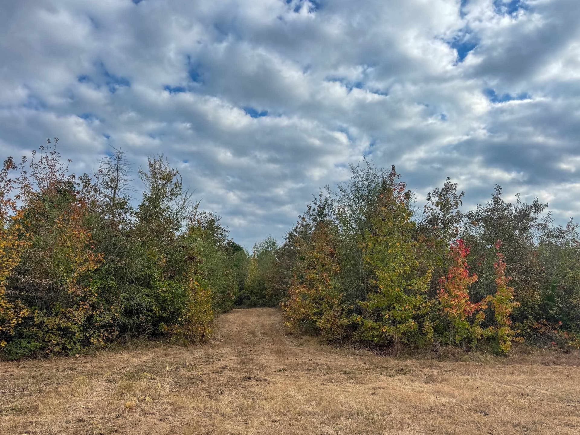92.41 acres in Cass County - photo 20