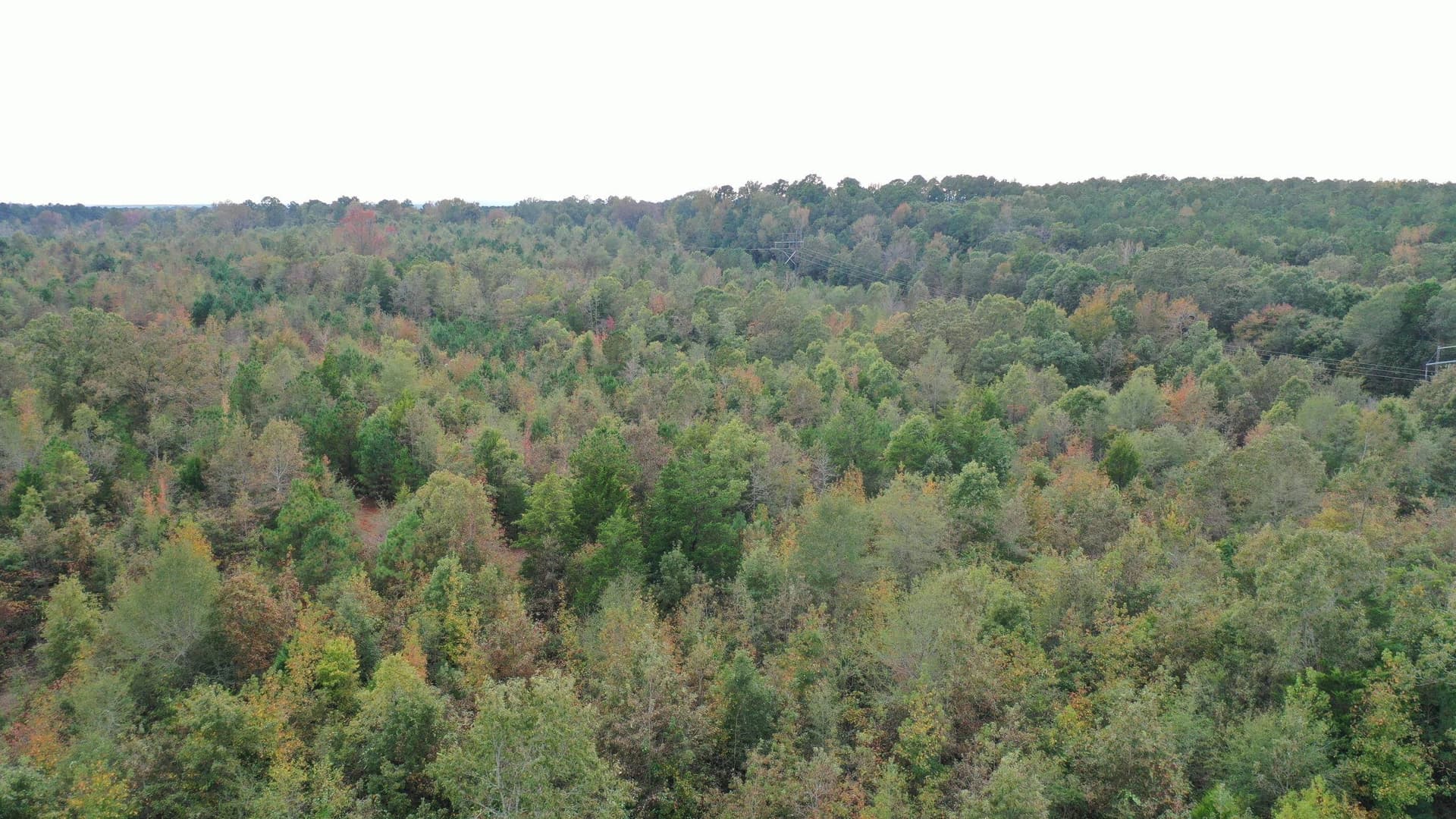 92.41 acres in Cass County - photo 9