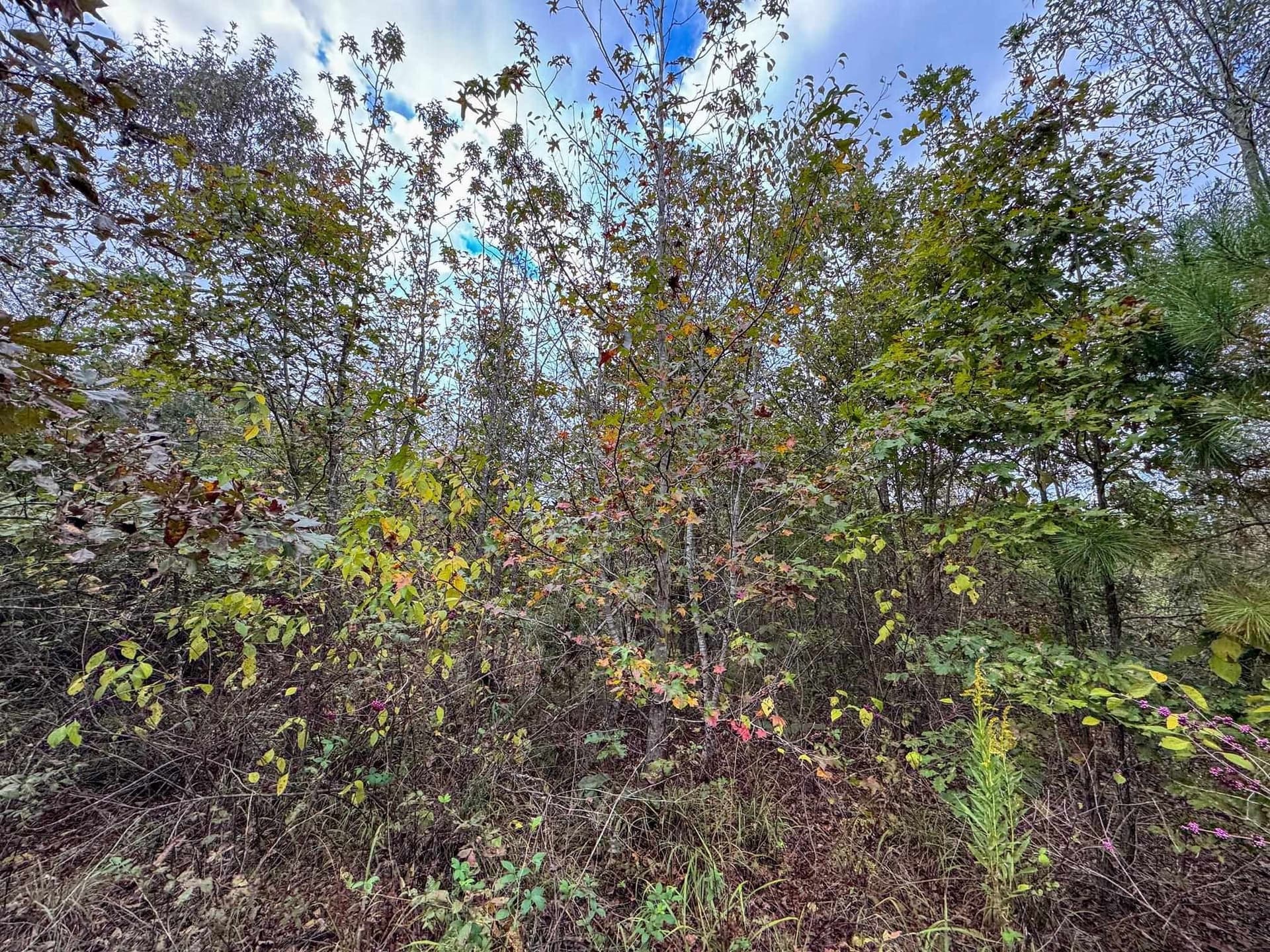 92.41 acres in Cass County - photo 25