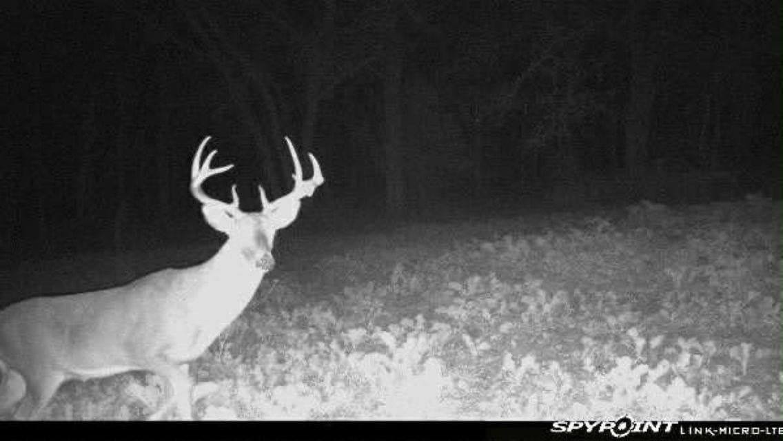92.41 acres in Cass County gallery image 4