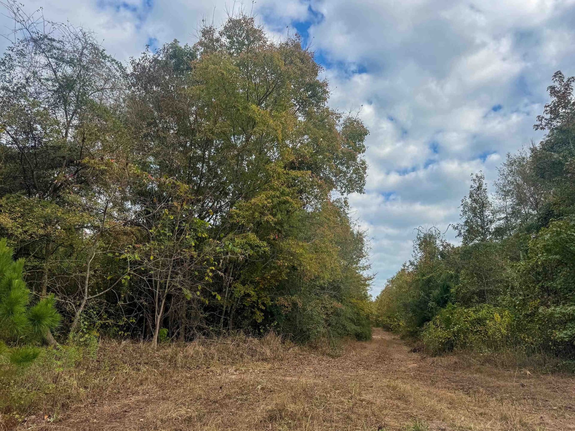 92.41 acres in Cass County - photo 19