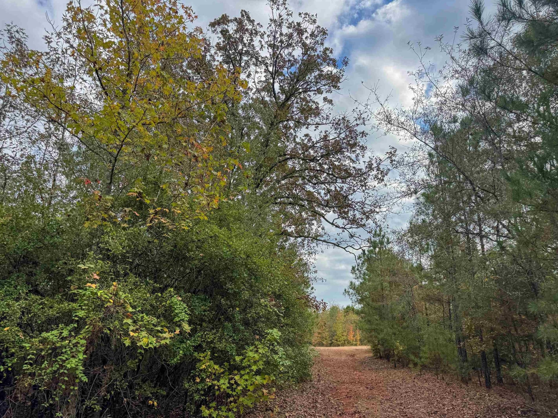92.41 acres in Cass County - photo 23