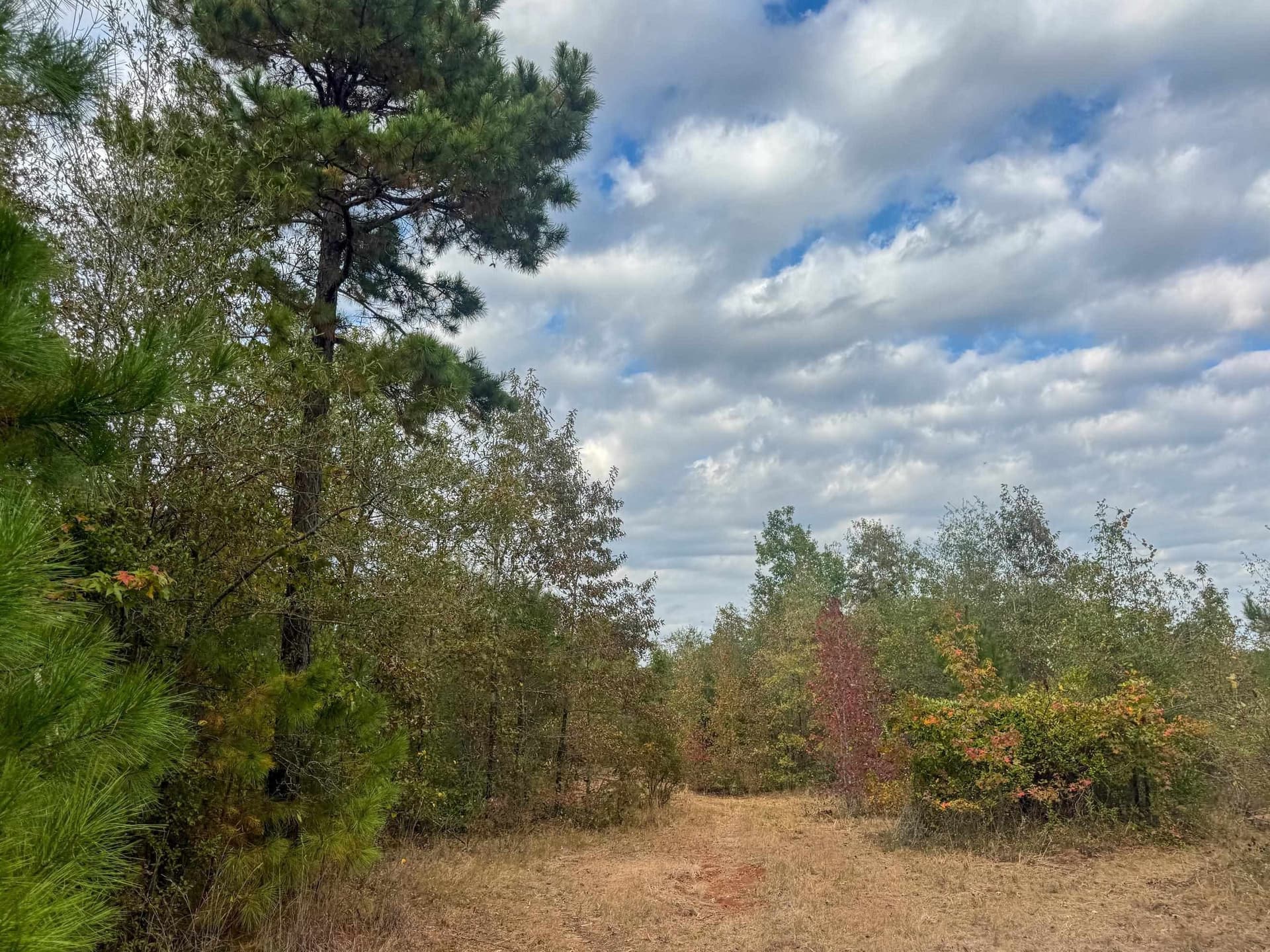 92.41 acres in Cass County - photo 16