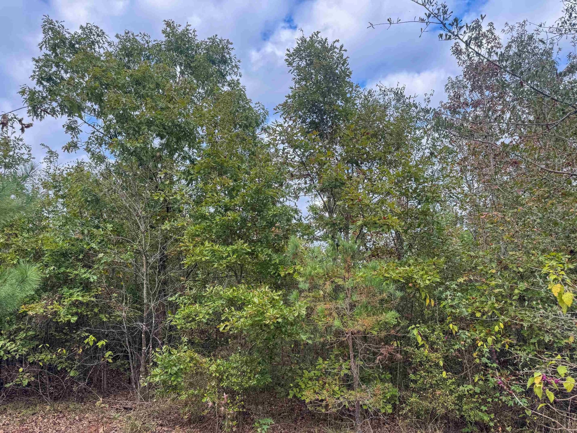 92.41 acres in Cass County - photo 24