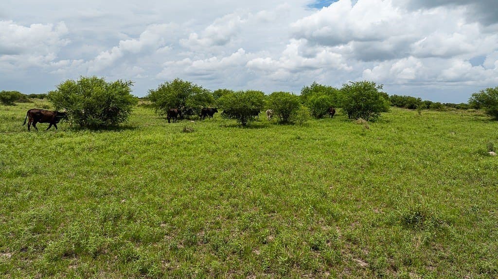 658.25 acres in Colorado County - photo 22