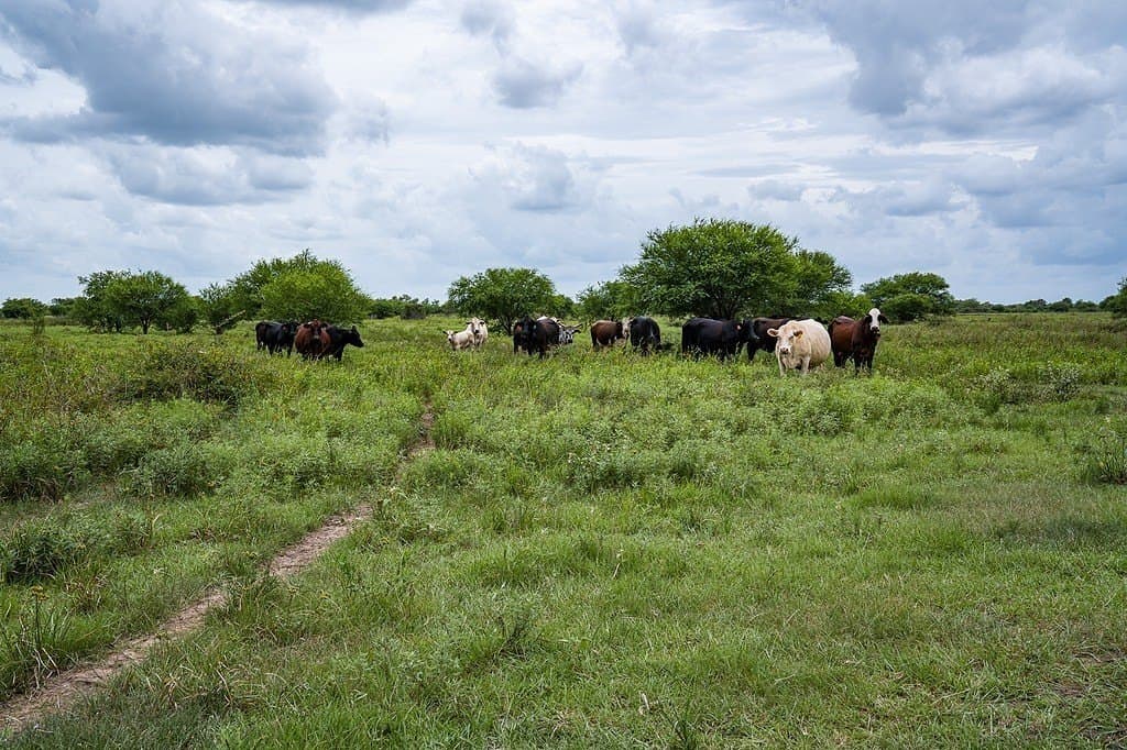 658.25 acres in Colorado County - photo 29