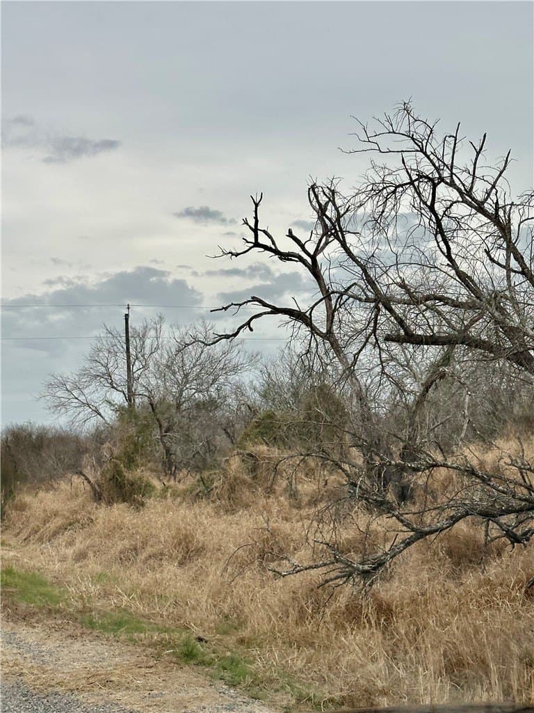 1.5 acres in San Patricio County gallery image 2