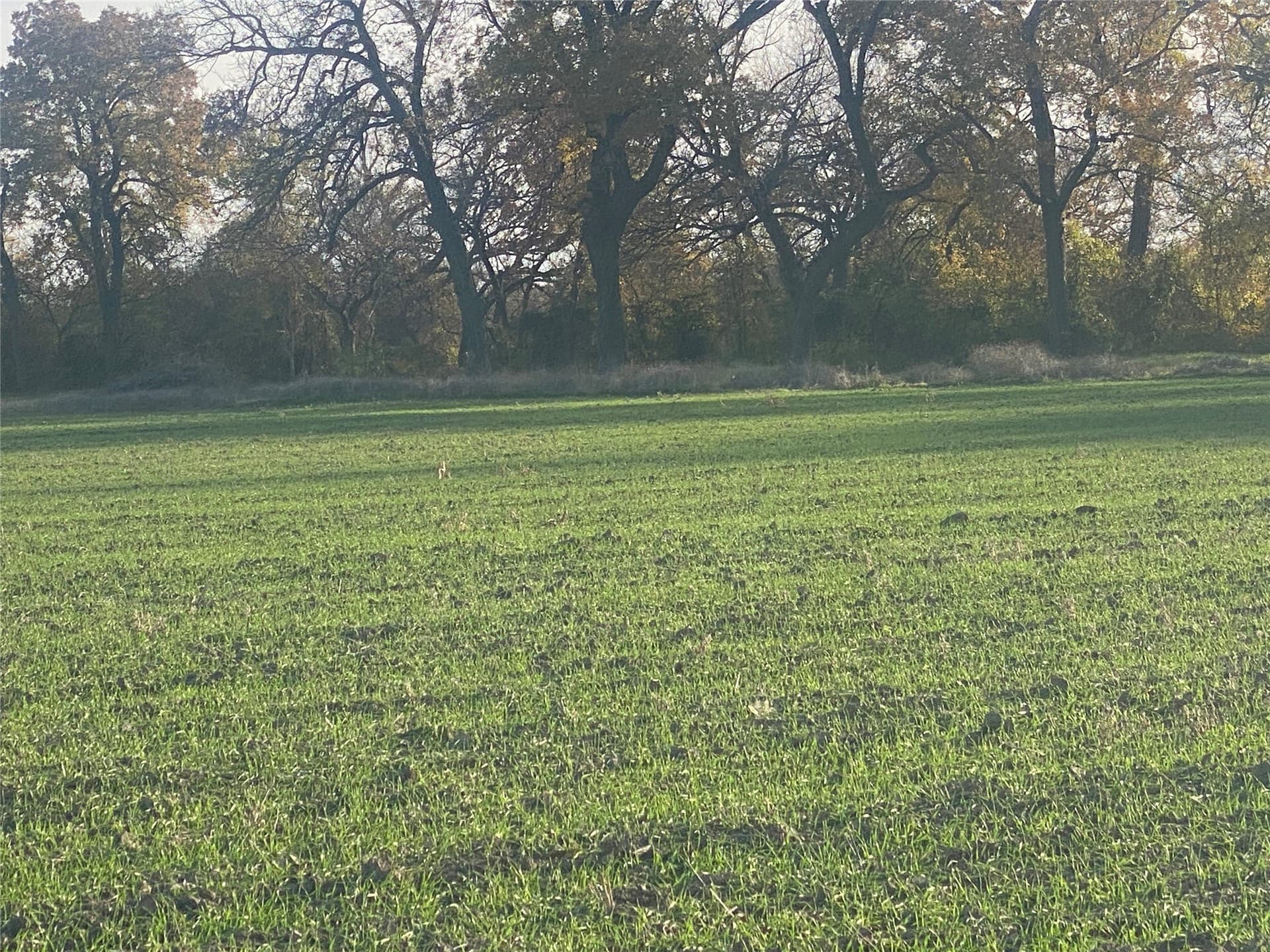 85 acres in Comanche County gallery image 3