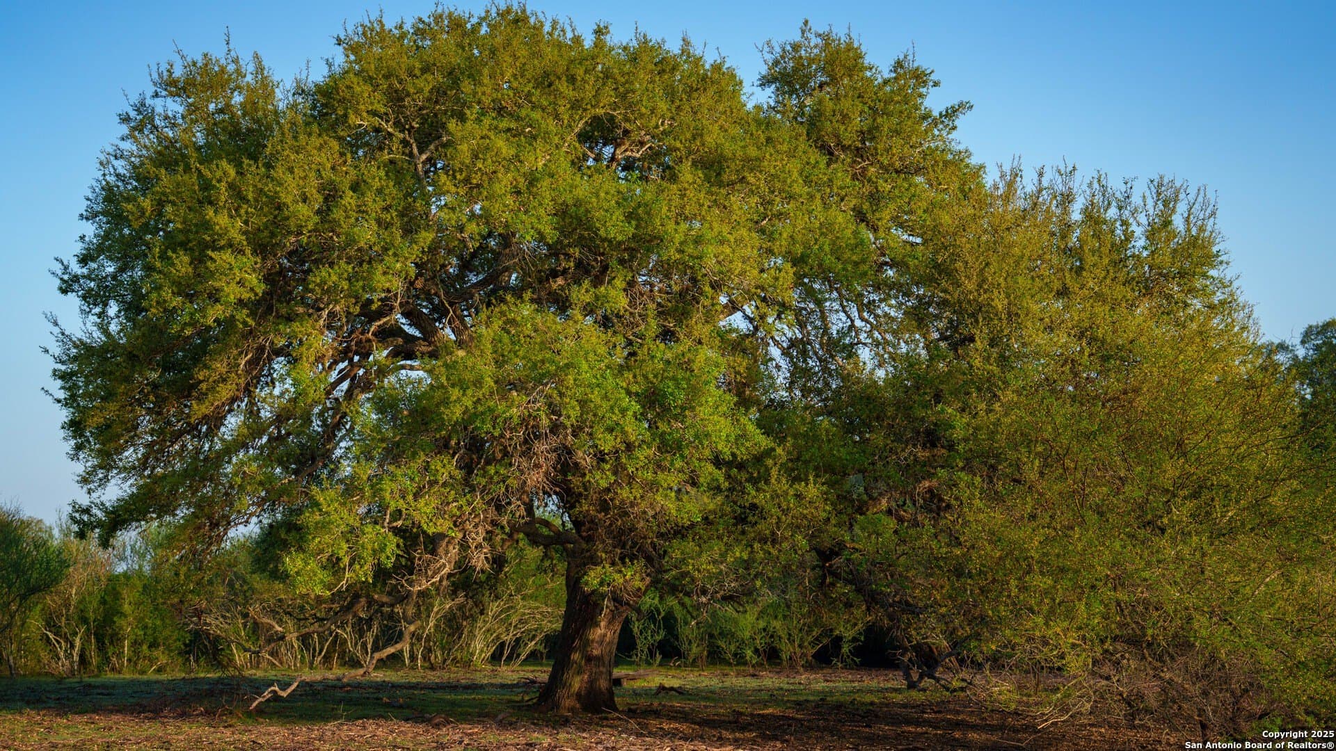 450 acres in Goliad County - photo 19