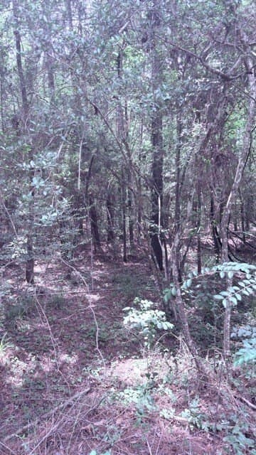 2.88 acres in Texas County featured view