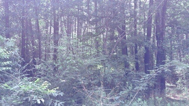 2.88 acres in Texas County gallery image 3