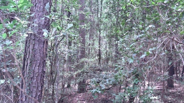 2.88 acres in Texas County gallery image 2