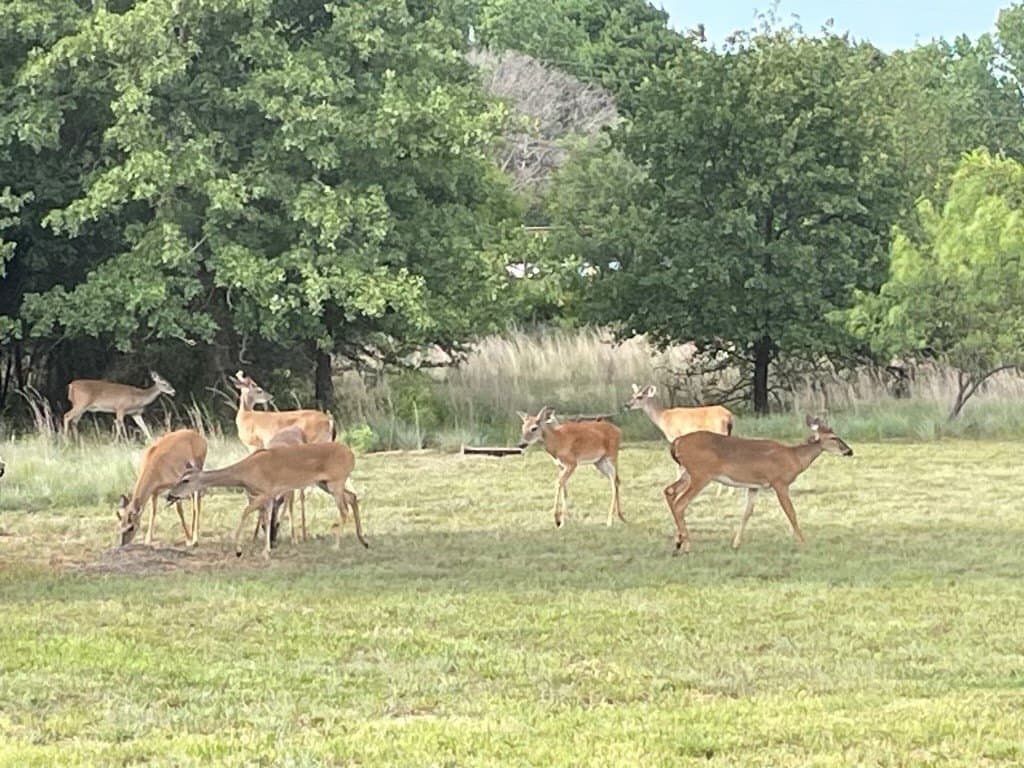 10 acres in Callahan County - photo 2
