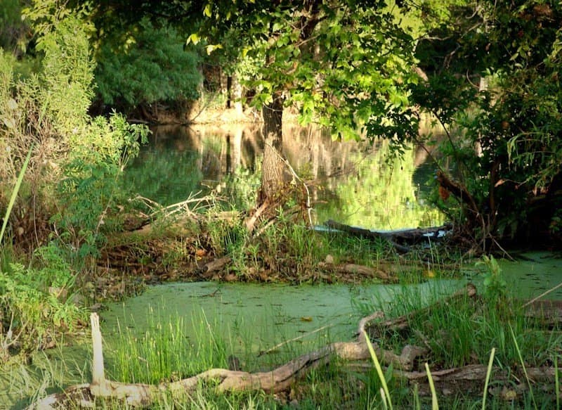 126.16 acres in Taylor County - photo 15