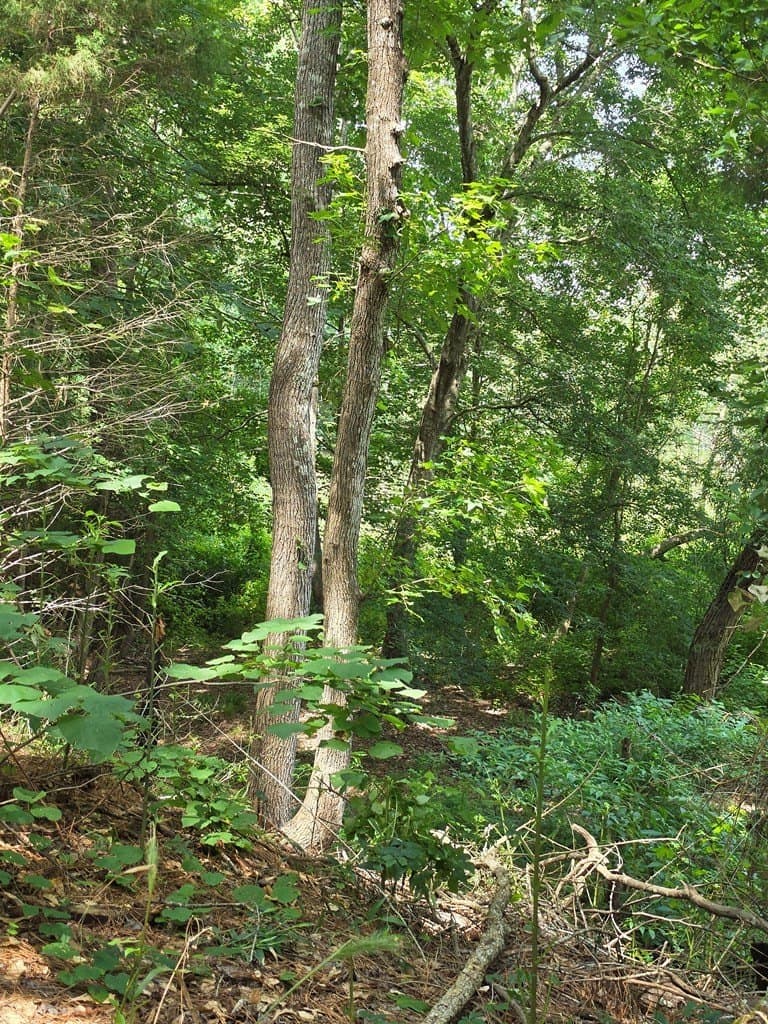 19.75 acres in ANDERSON County - photo 13