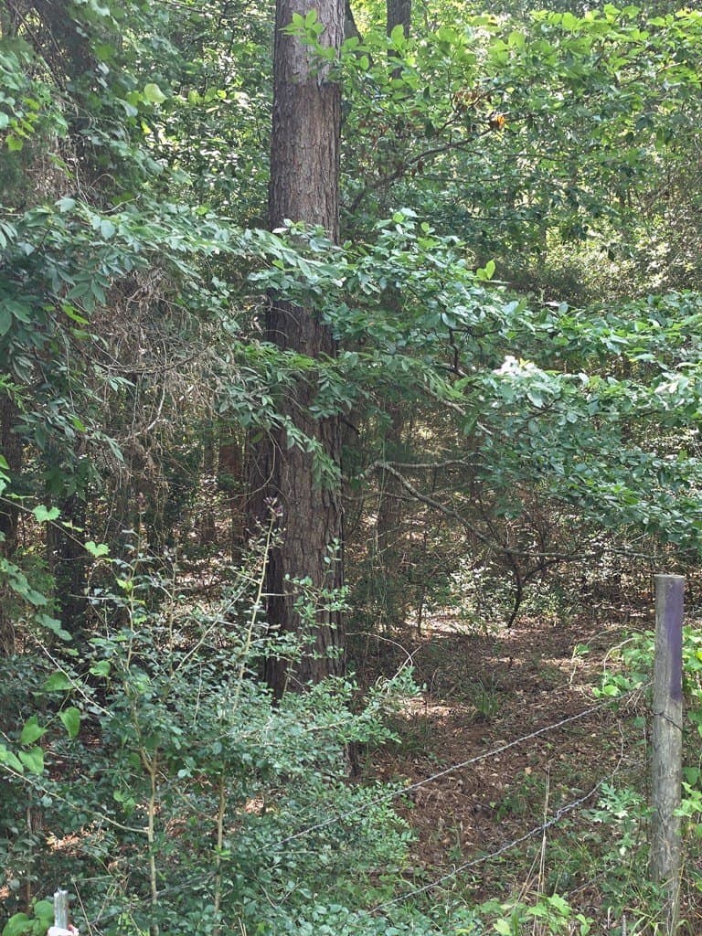 19.75 acres in ANDERSON County - photo 14