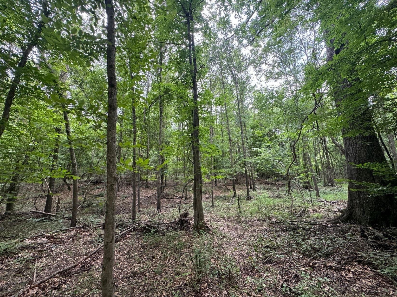 8.42 acres in Marion County gallery image 3