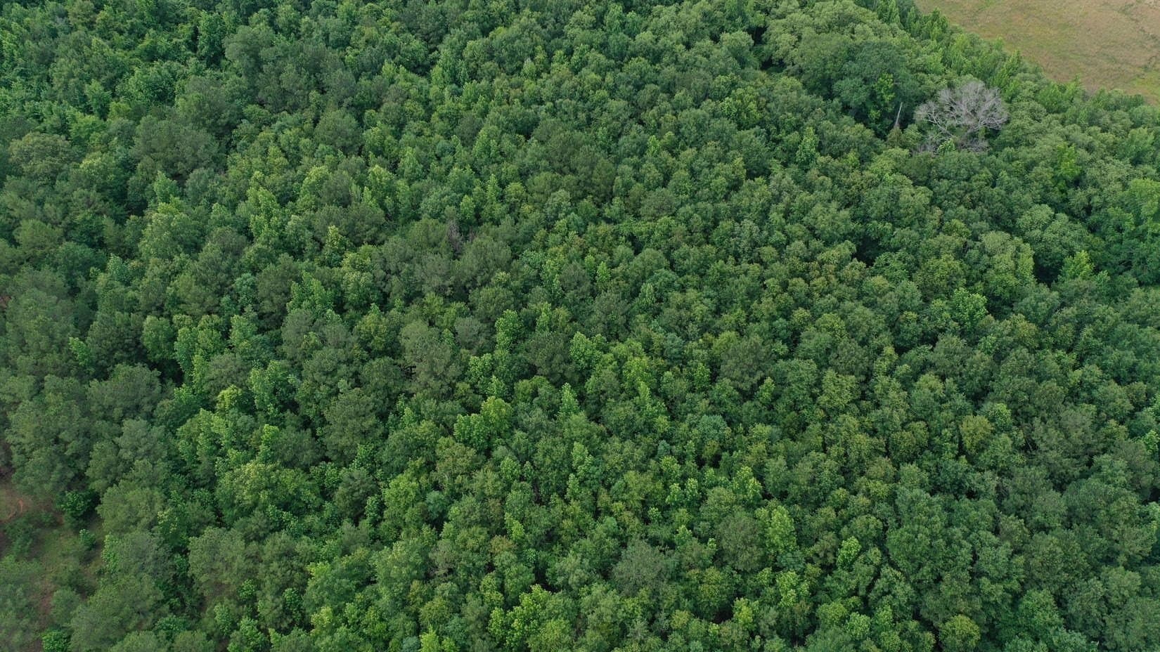 8.42 acres in Marion County gallery image 2