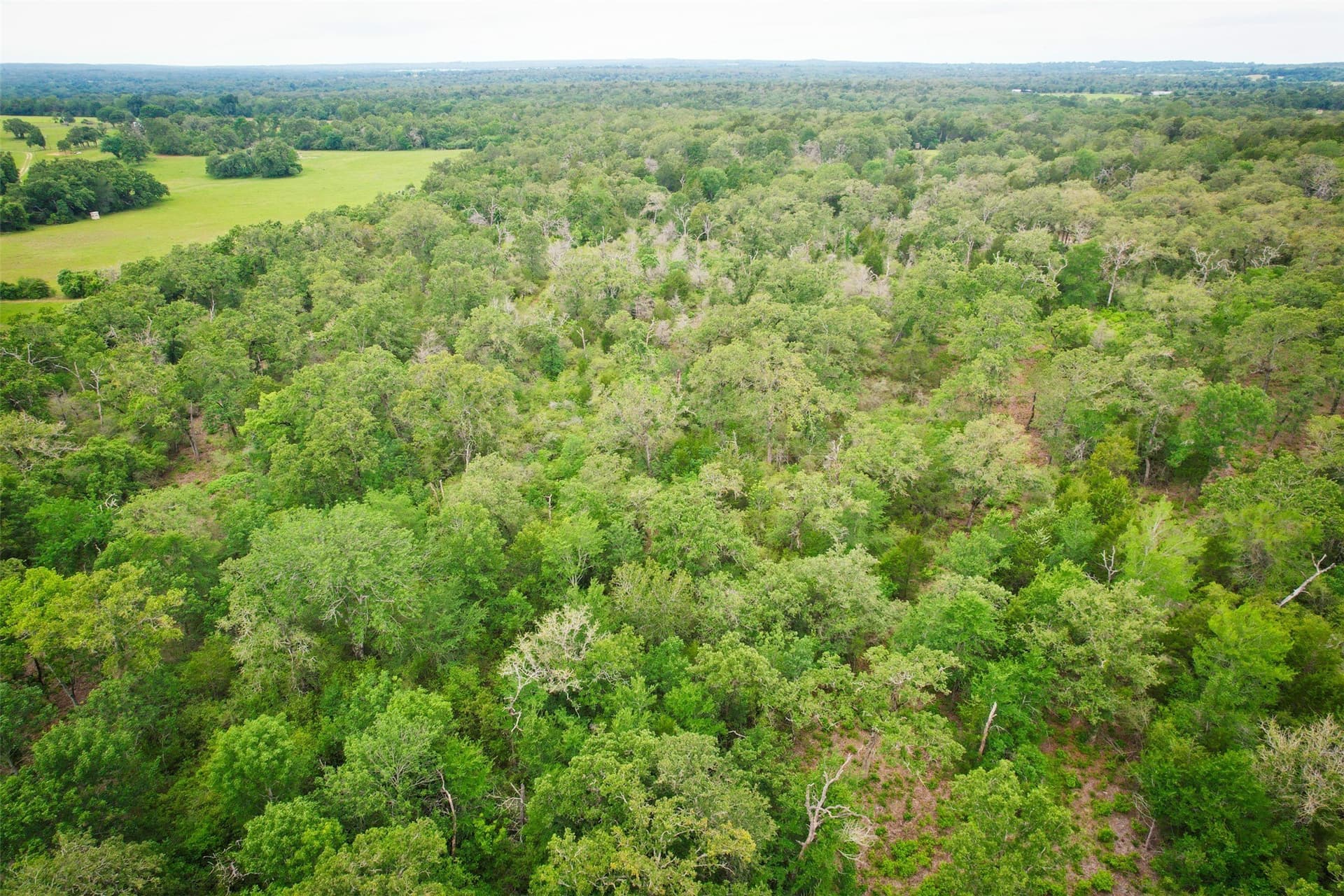 10.01 acres in Milam County - photo 6
