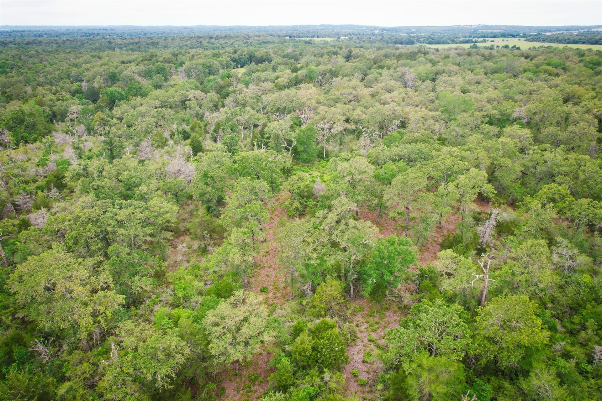 10.01 acres in Milam County - photo 5