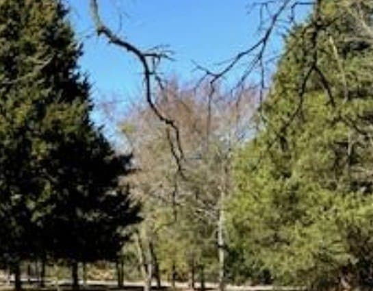 1 acres in Hopkins County - photo 4