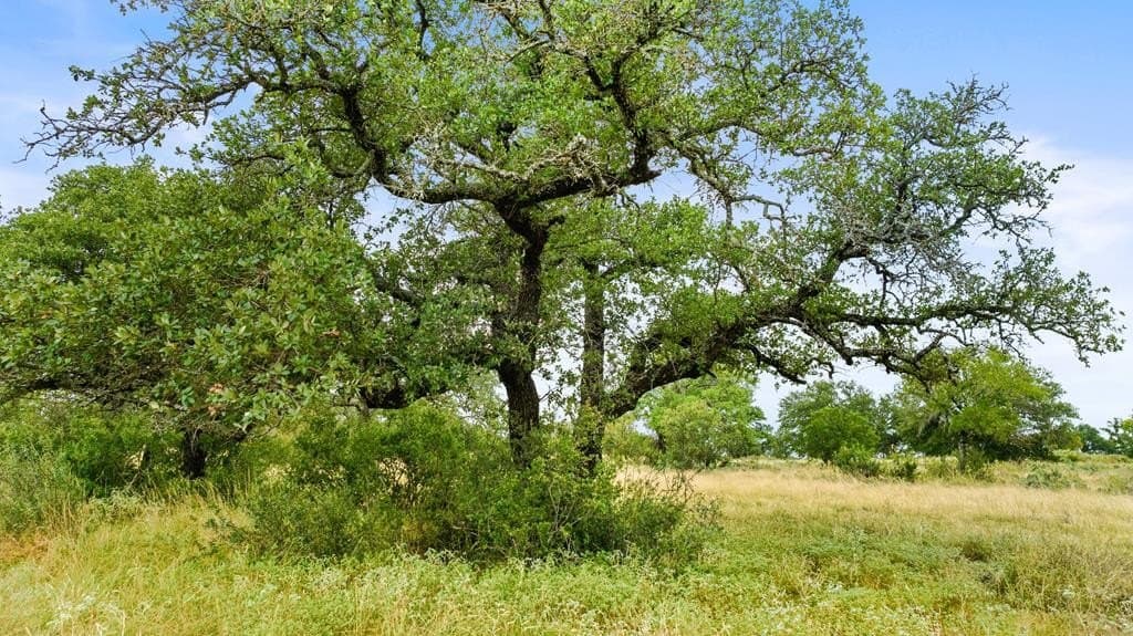 5 acres in Blanco County - photo 17