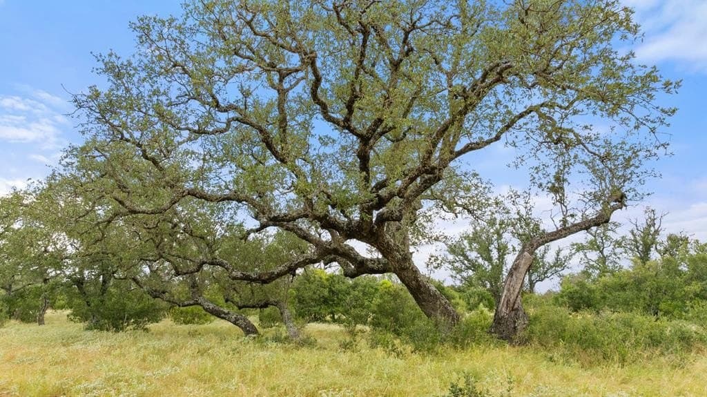 5 acres in Blanco County - photo 21