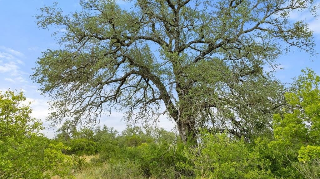 5 acres in Blanco County - photo 28