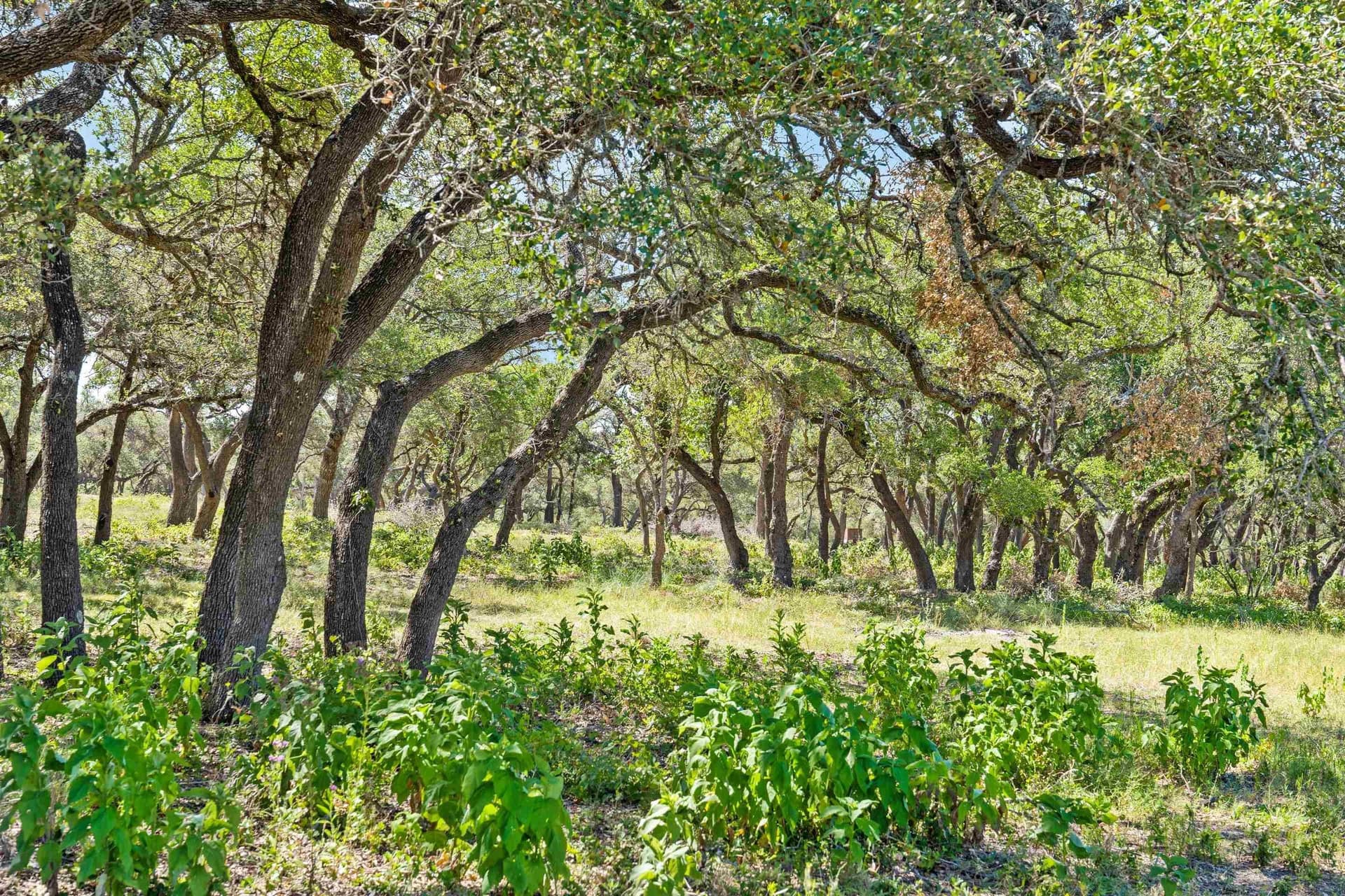 20.8 acres in Blanco County gallery image 2