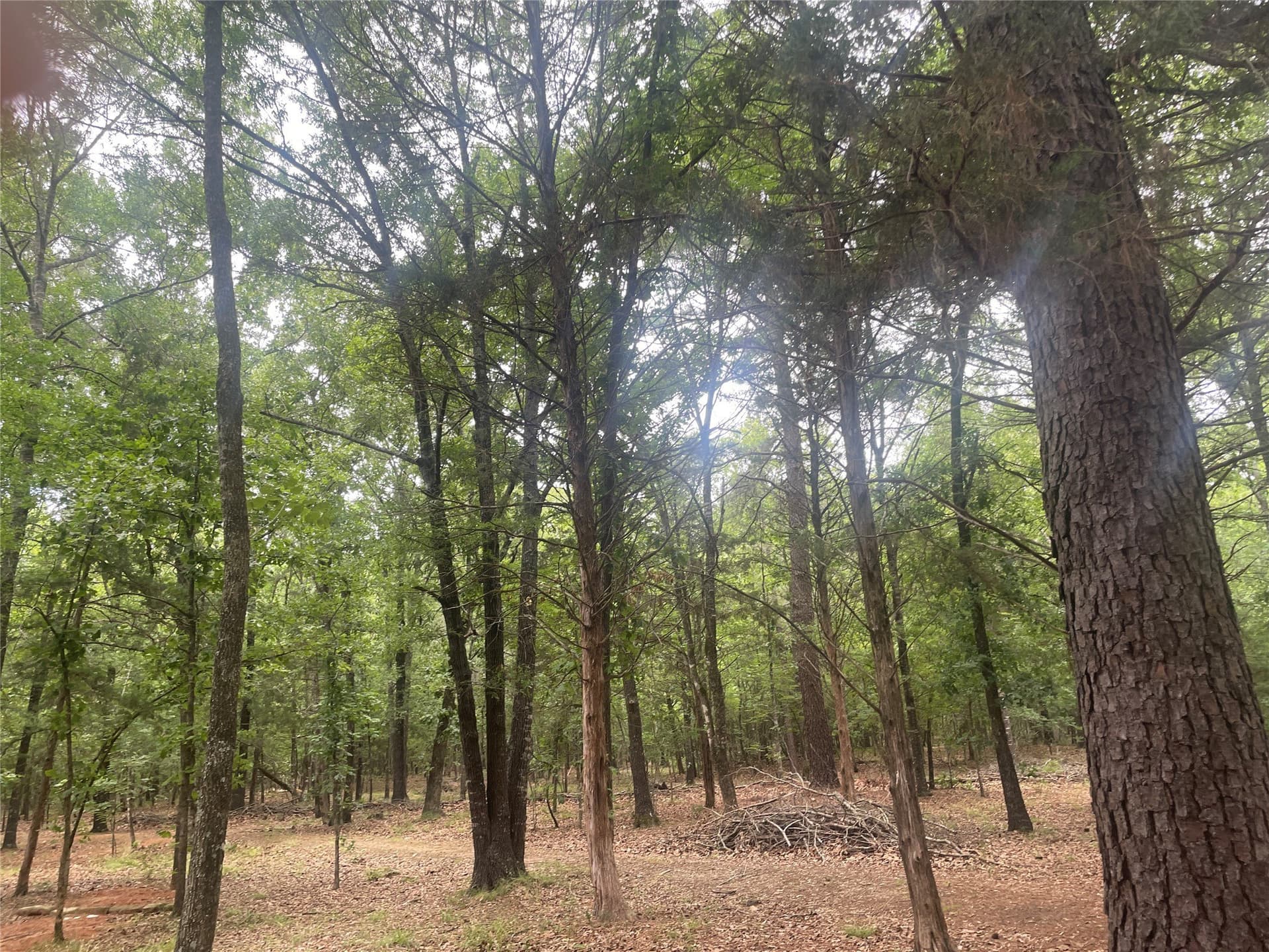 19.29 acres in Wood County gallery image 4