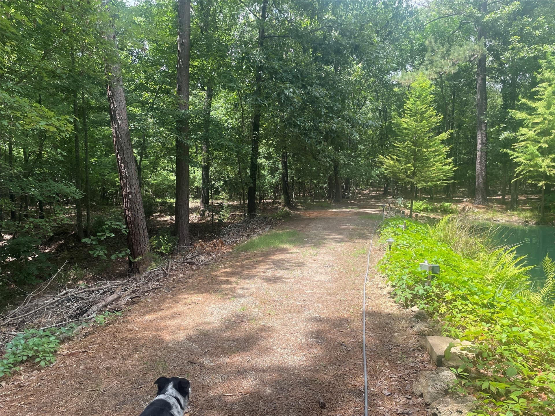 19.29 acres in Wood County gallery image 3