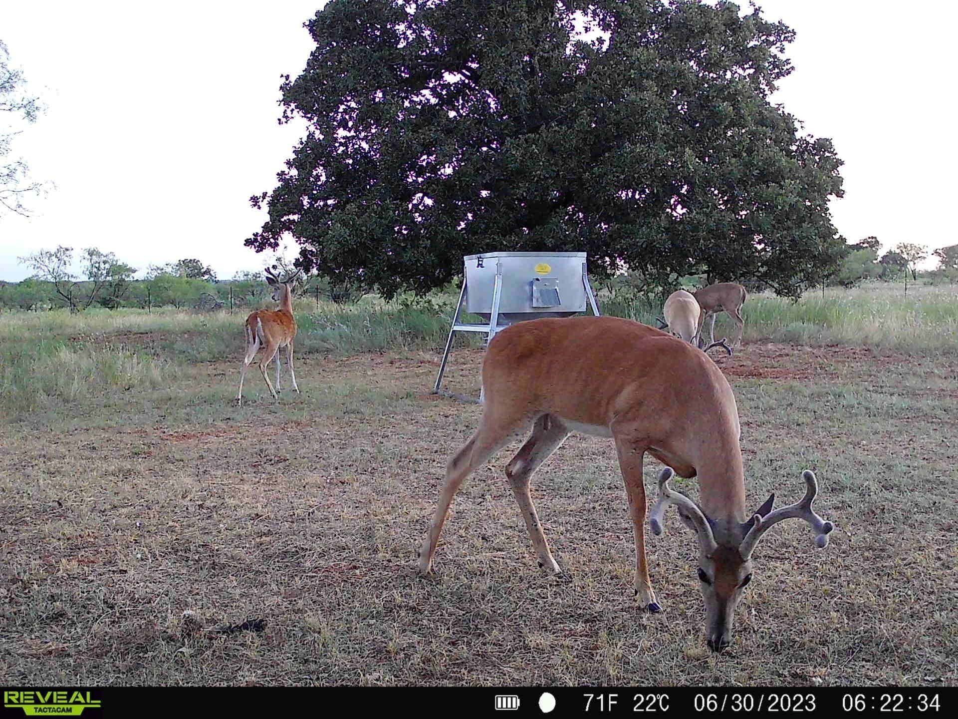 28.26 acres in Eastland County - photo 18