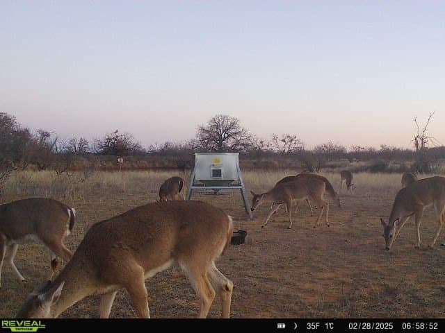 28.26 acres in Eastland County - photo 14