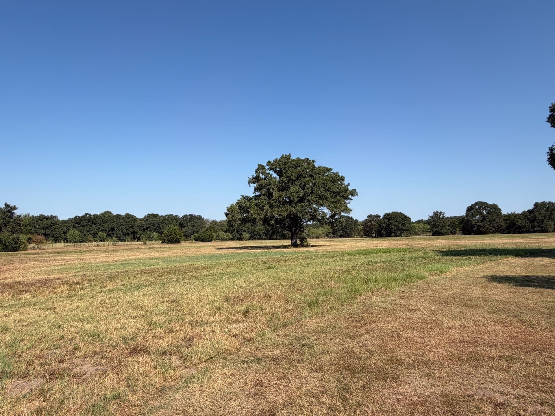 27.66 acres in Limestone County - photo 8