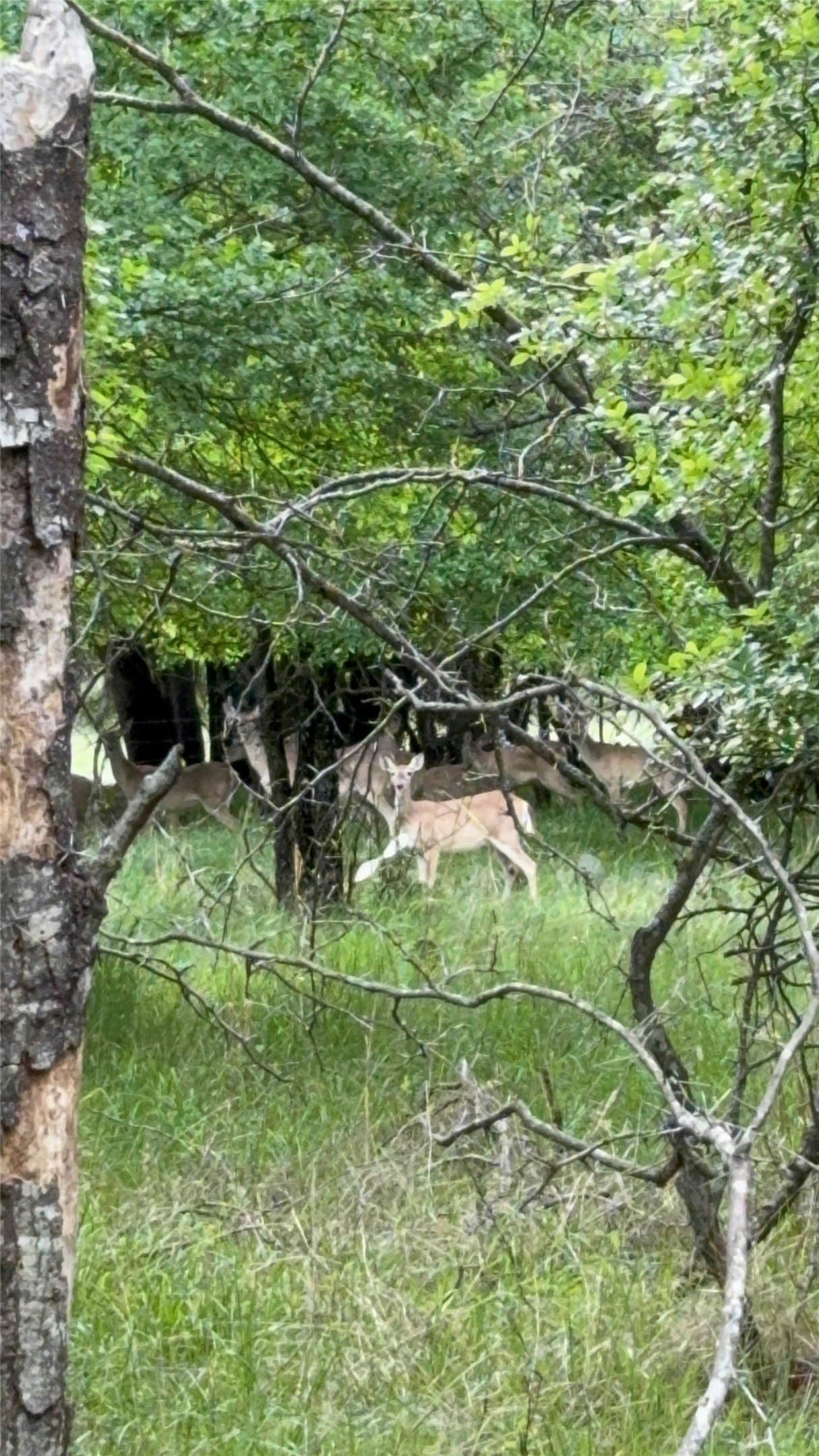 21.19 acres in Parker County - photo 8
