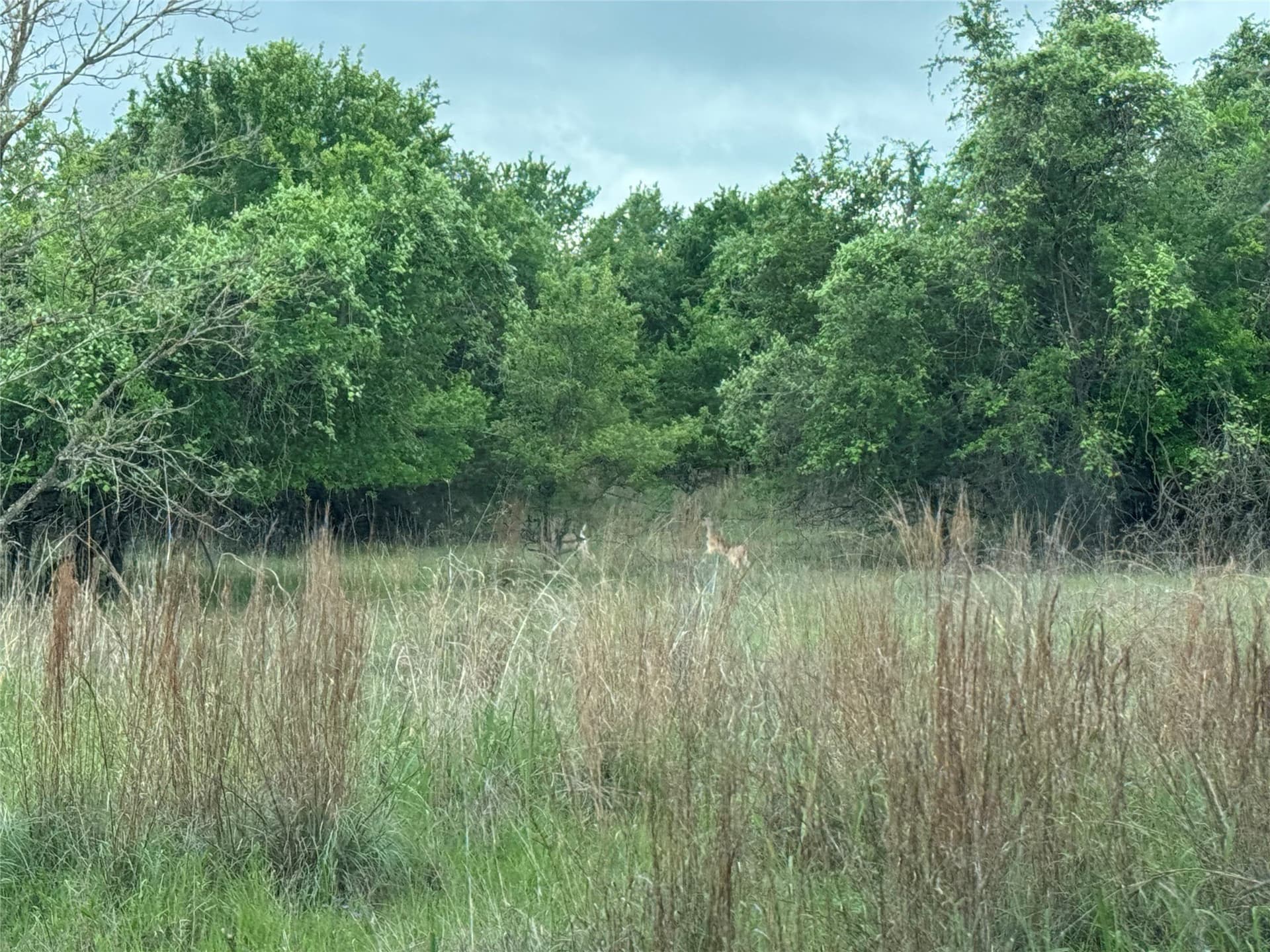 21.19 acres in Parker County gallery image 2