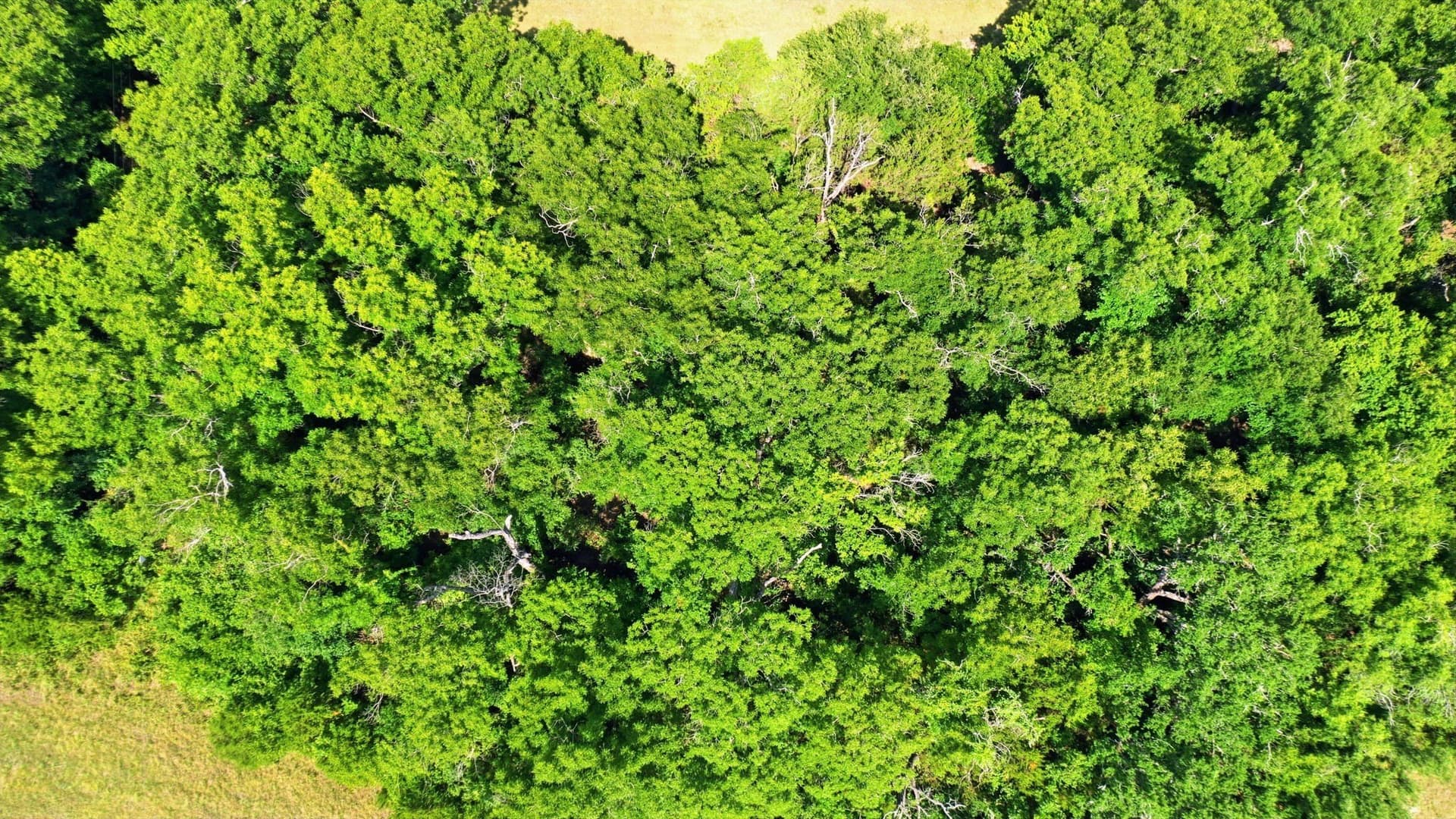 45 acres in Bosque County - photo 30