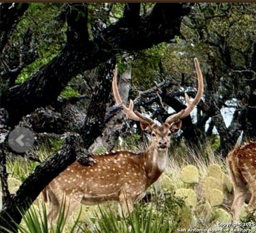 300.53 acres in Schleicher County gallery image 4