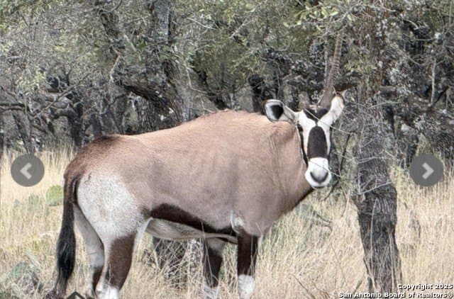 300.53 acres in Schleicher County gallery image 2