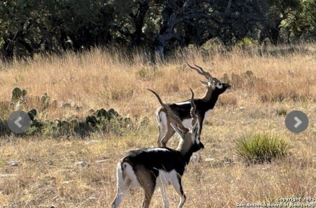 300.53 acres in Schleicher County featured view
